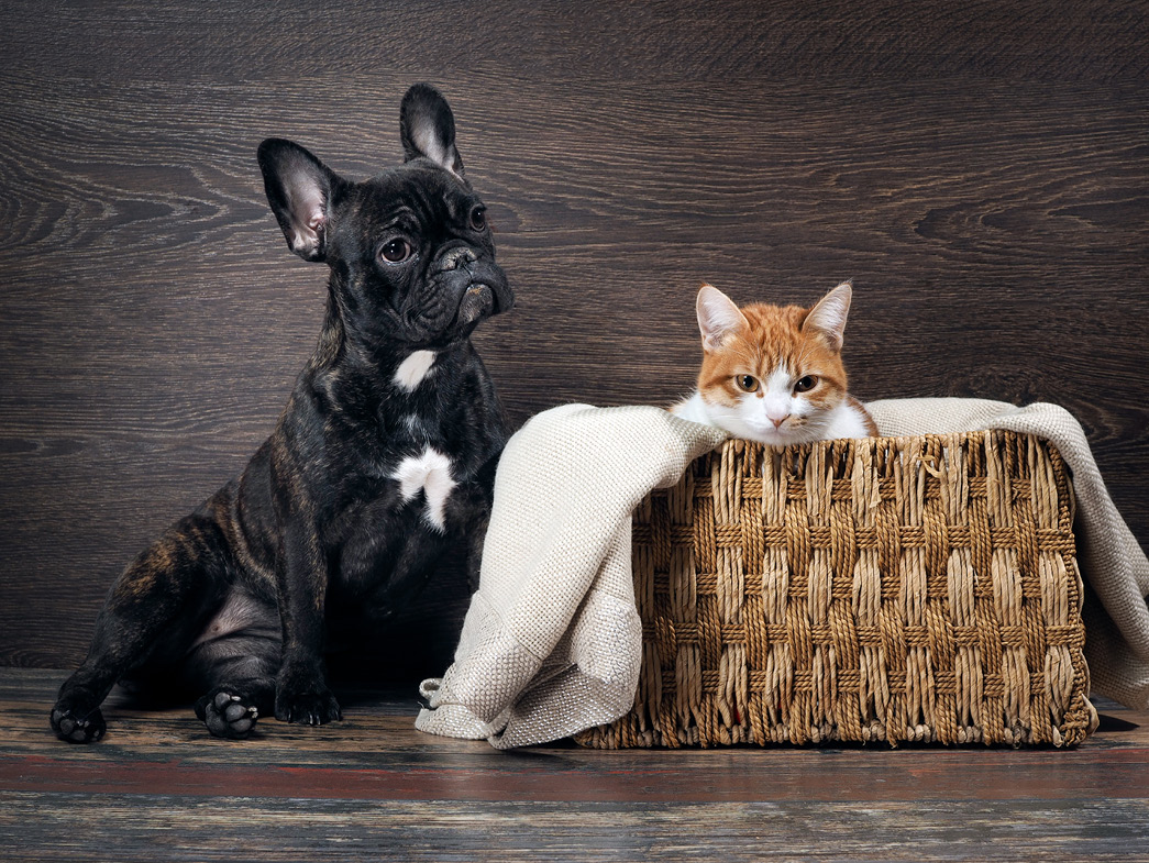 Dog sitting next to cat in a basket