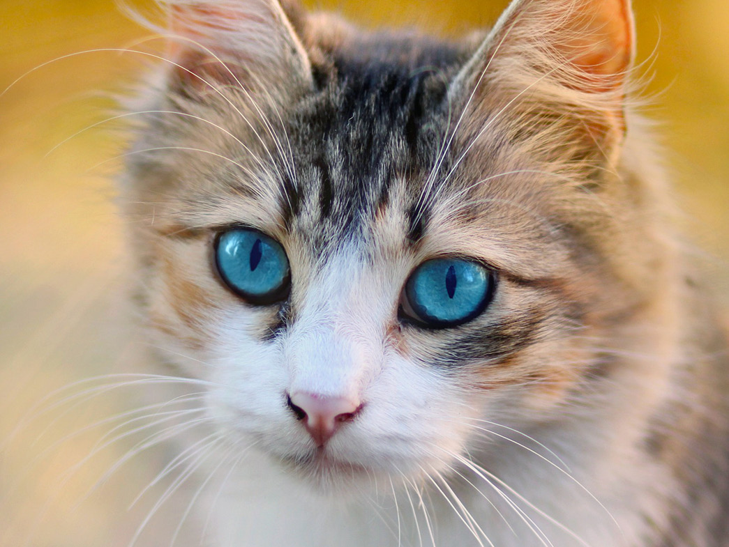 Cat with bright blue eyes