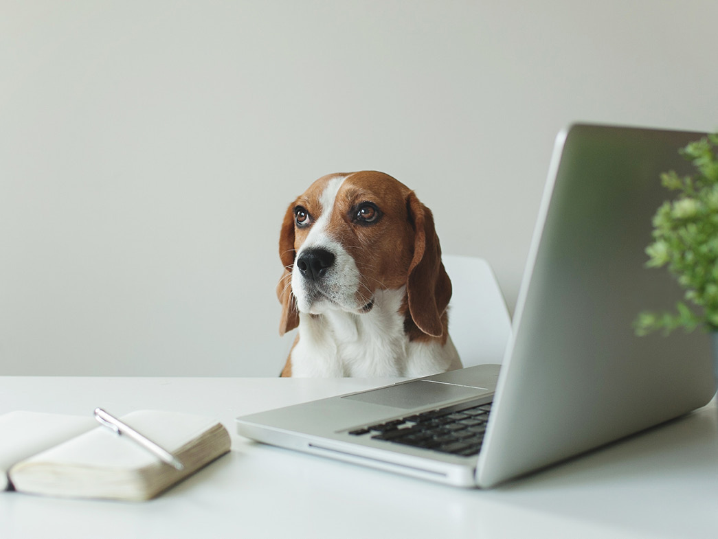 Beagle sitting at laptop