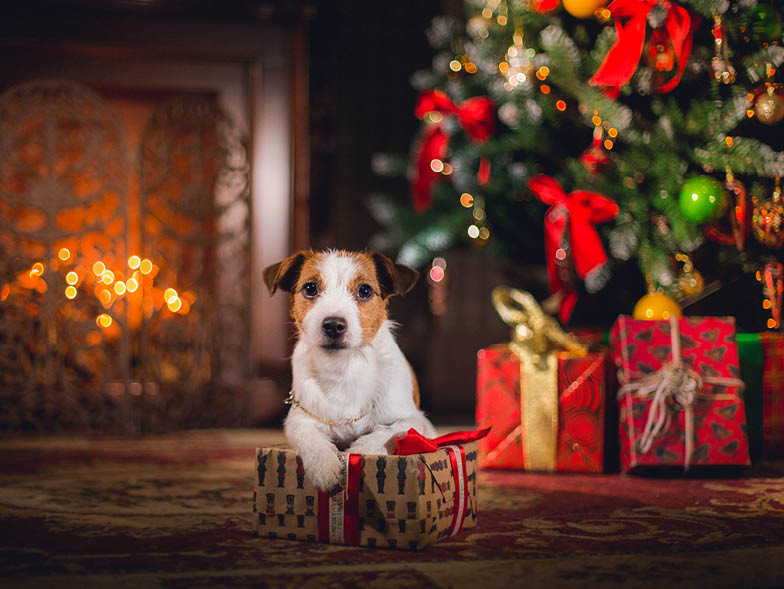 Dog in front of Christmas tree