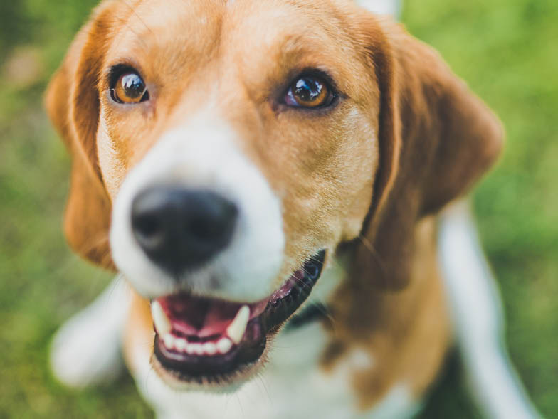 Closeup of beagle's face