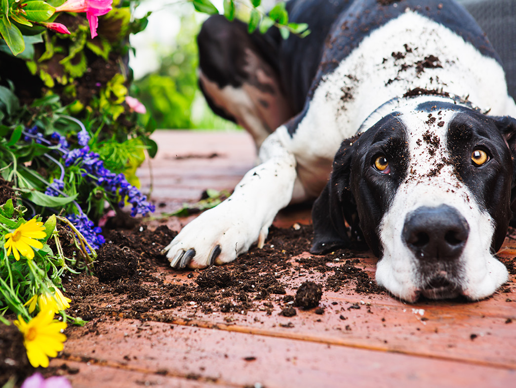 Dog next to dug up flowers
