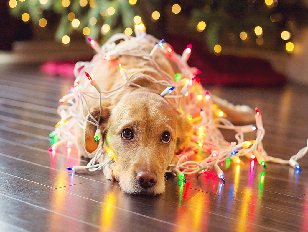 Dog laying on wooden floor wrapped in string lights