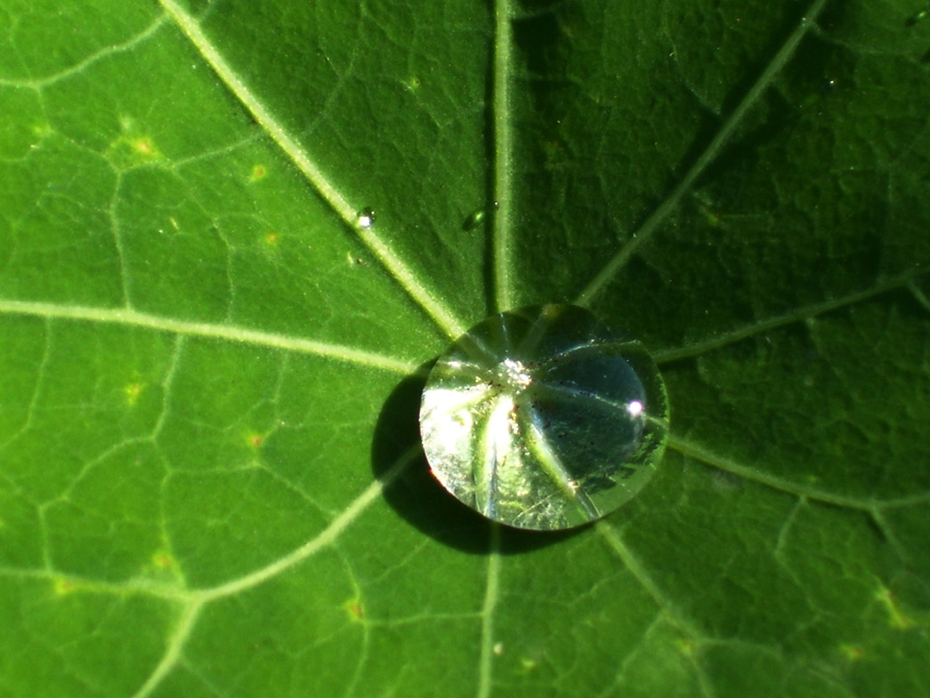 Water droplet on green leaf closeup