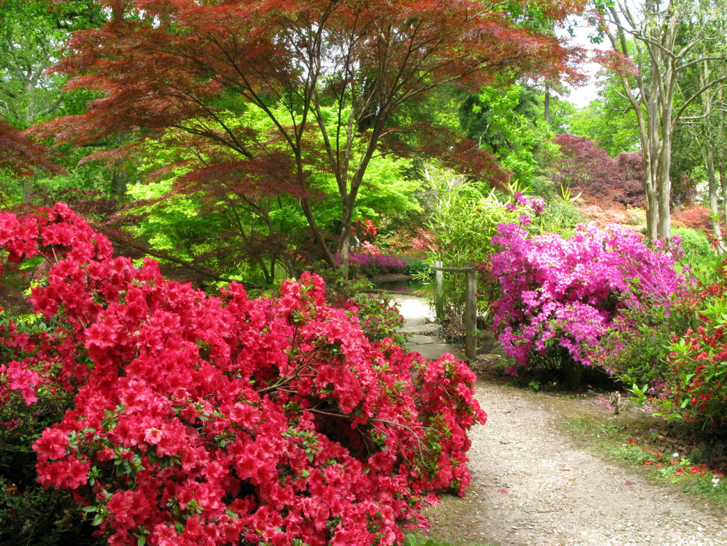 Pathway with flowering bushes