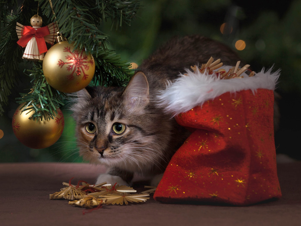 Cat under Christmas tree