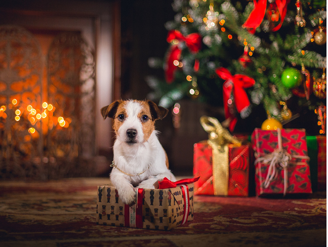 Dog sitting by Christmas tree