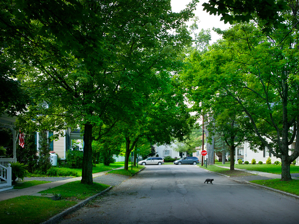 Suburban street with green trees