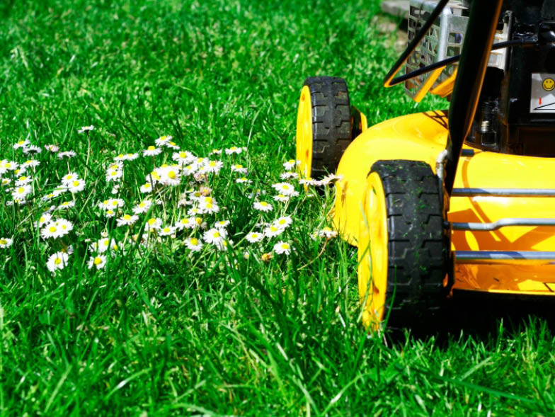 Green grass and yellow lawnmower