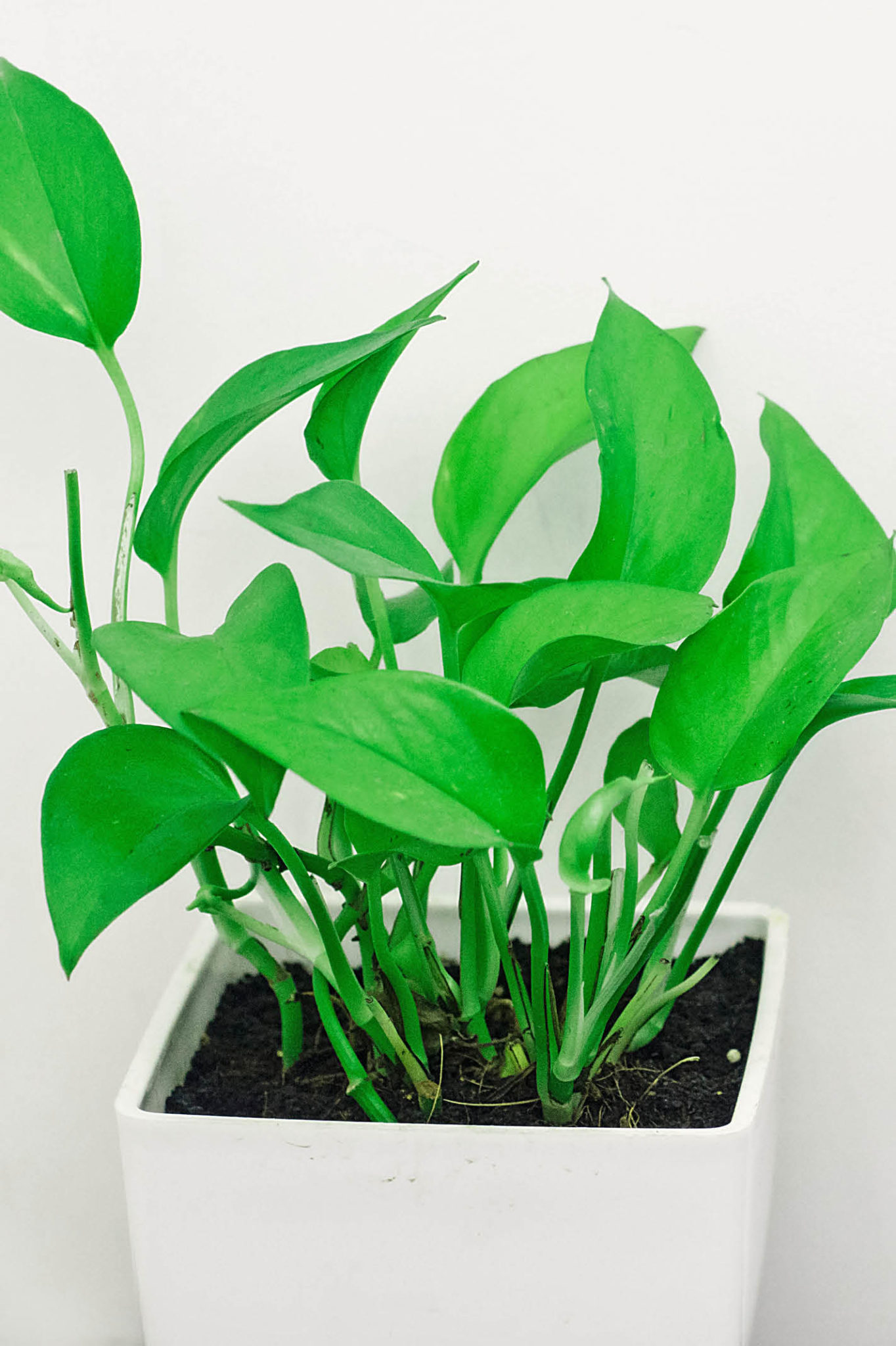 vibrant green plant in white pot