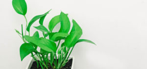 vibrant green plant in white pot