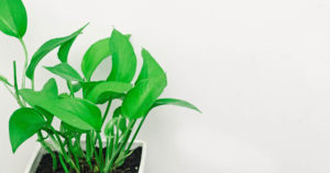 vibrant green plant in white pot