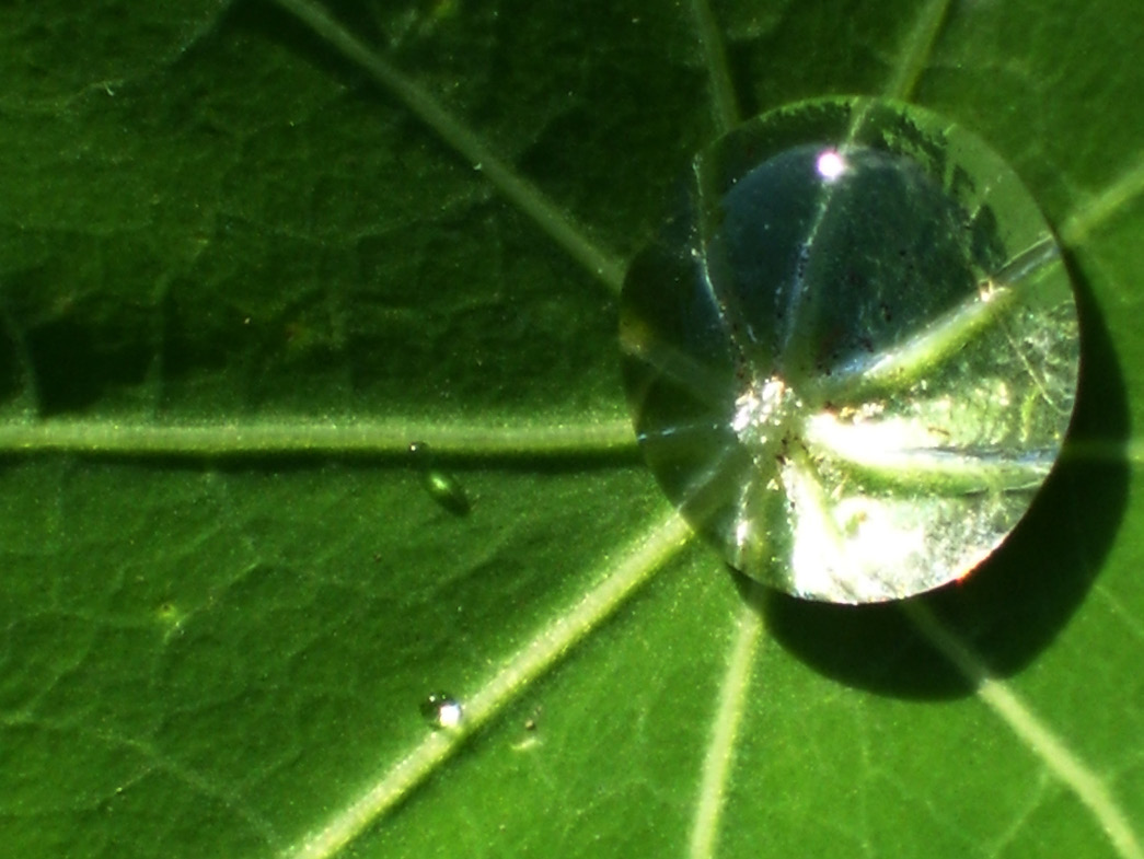 Drop of water on green leaf