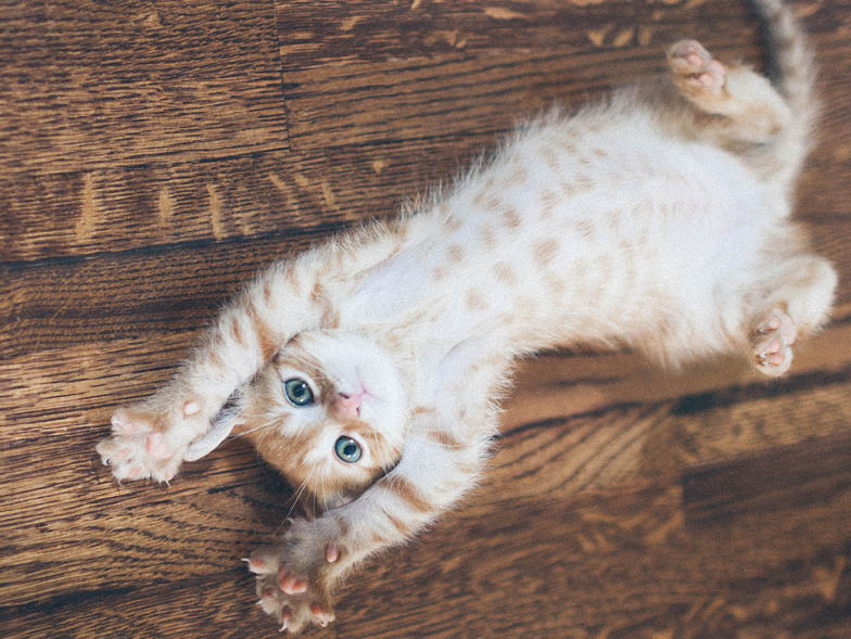 Tabby kitten laying on back with paws in the air on hardwood floor