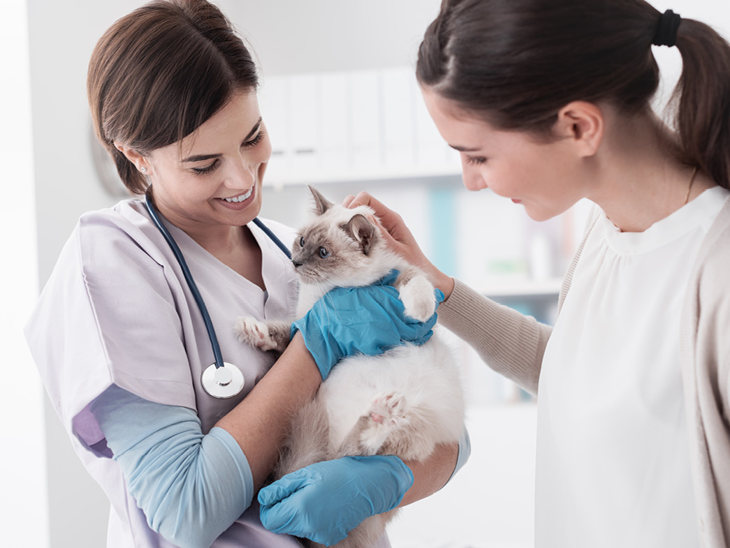 Veterinarian holding cat