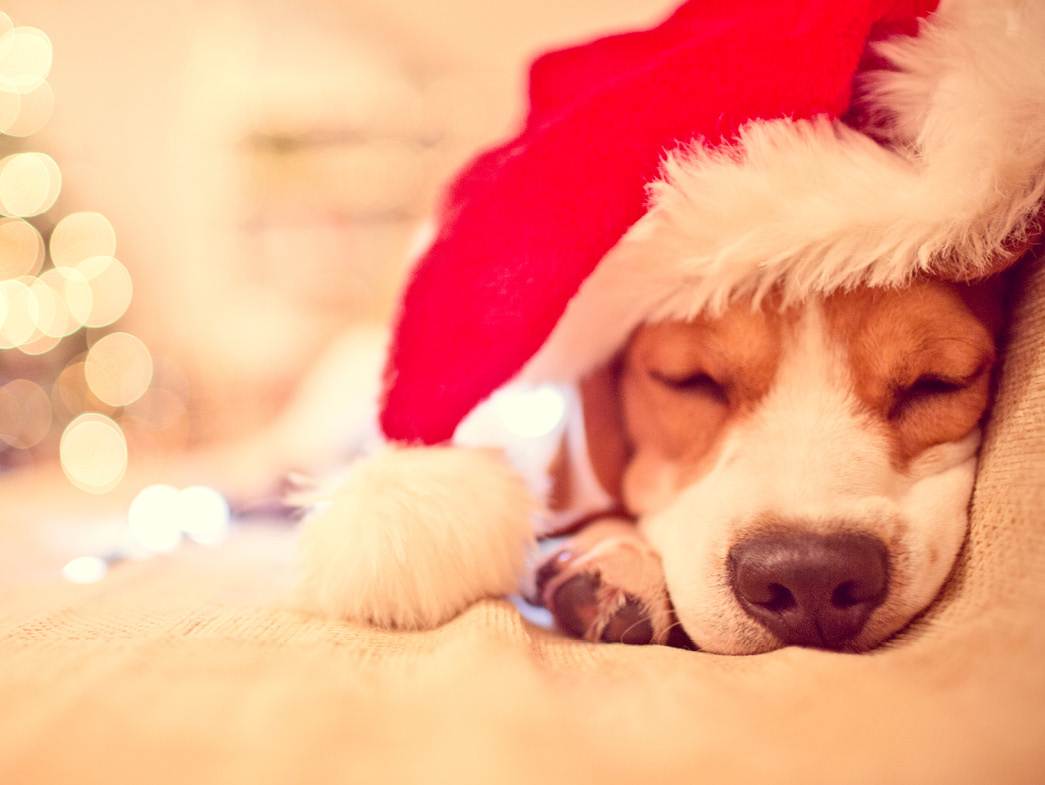 Beagle with Santa hat
