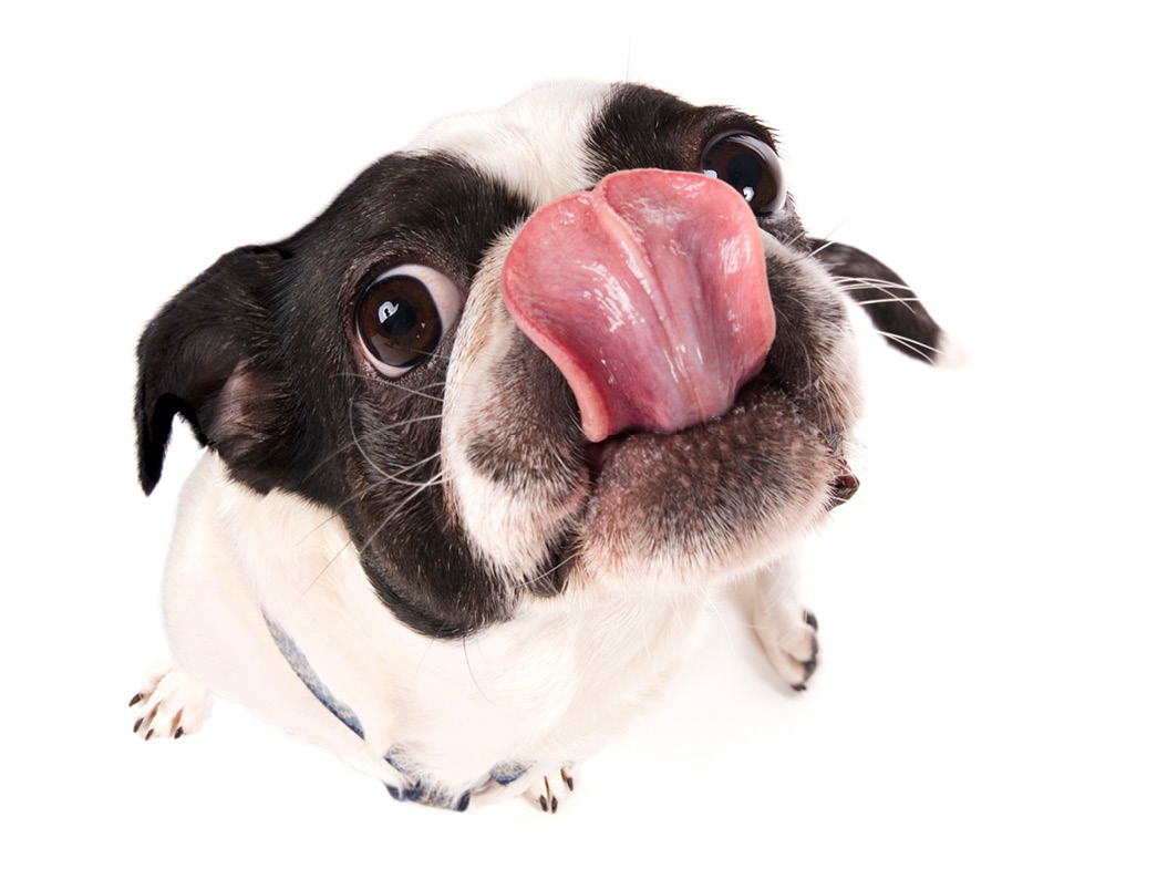 Boston terrier licking lips