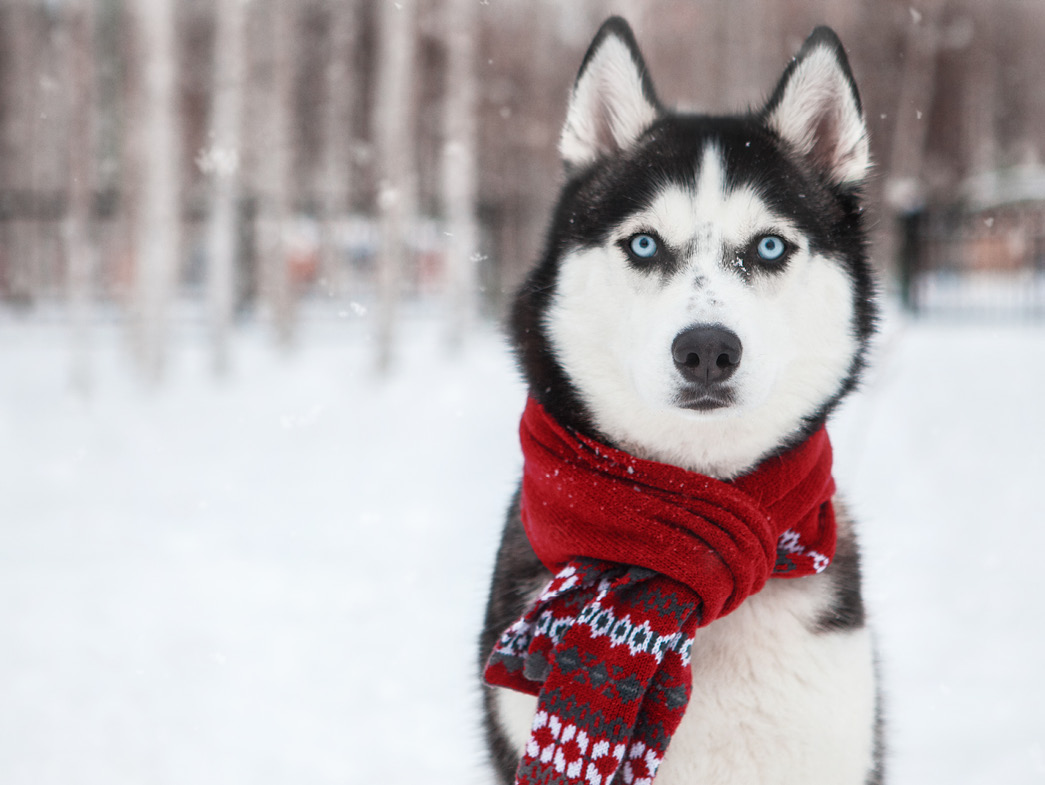 Husky in snow wearing red scarf