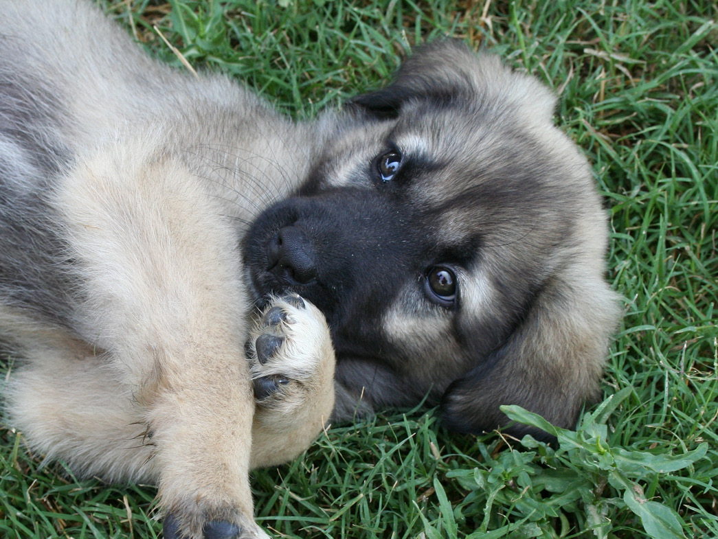 Puppy laying in grass