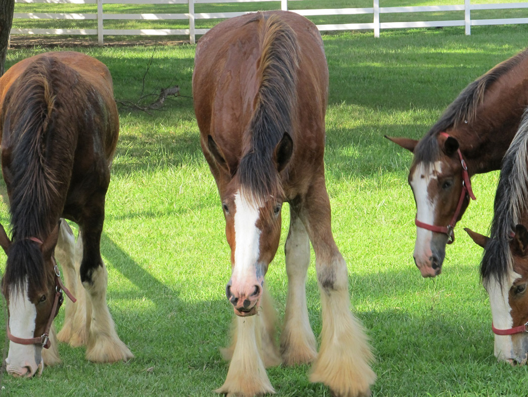 Clydesdale horses in field