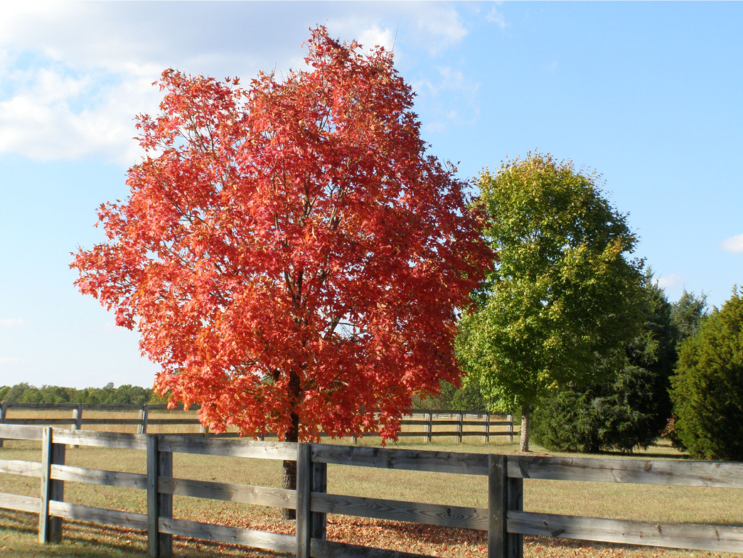 Split rail fence beside red tree