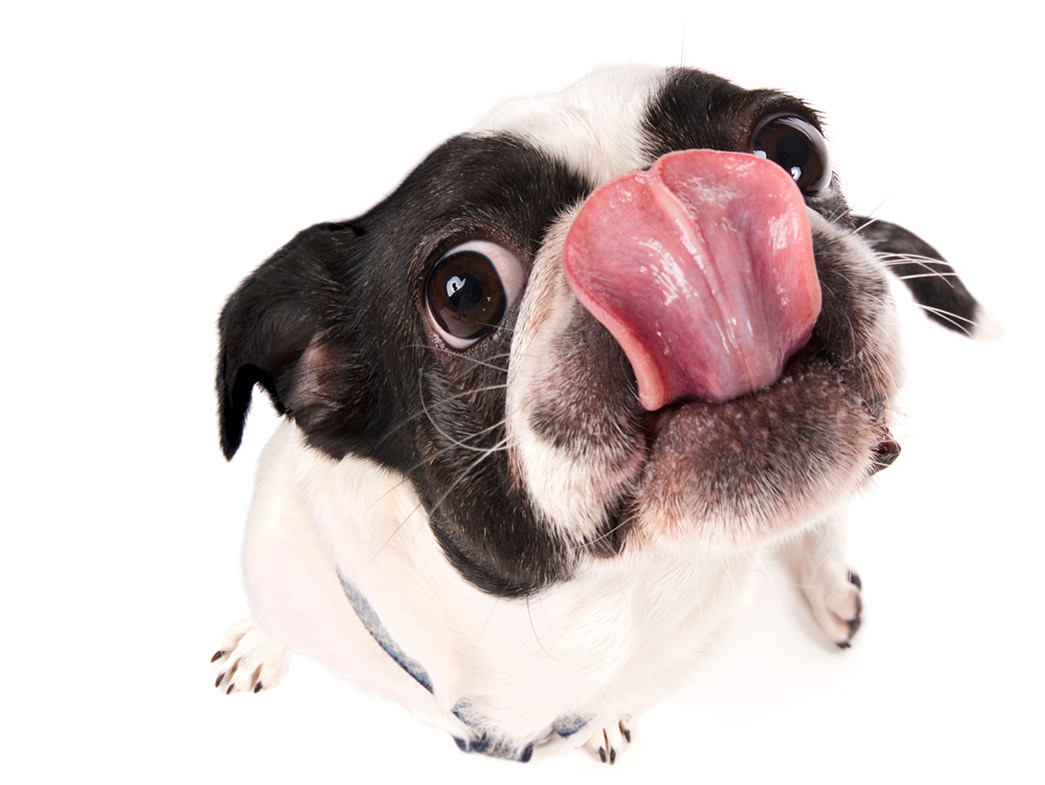 Boston Terrier licking lips