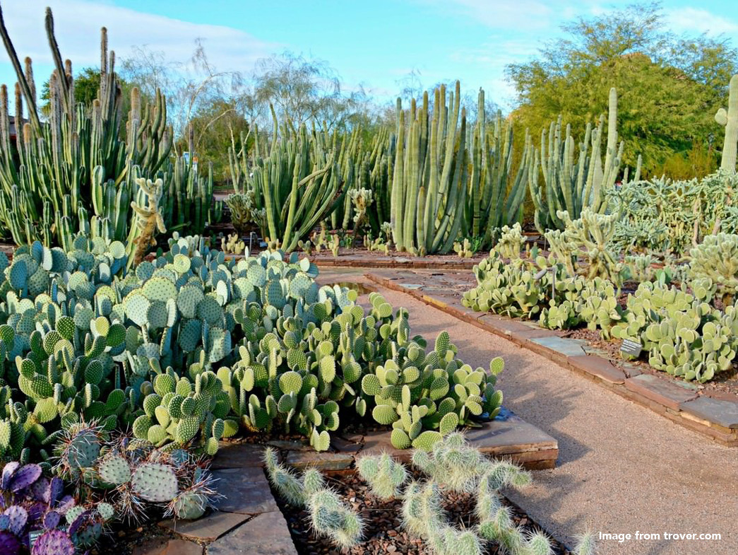 Garden featuring a wide variety of cacti