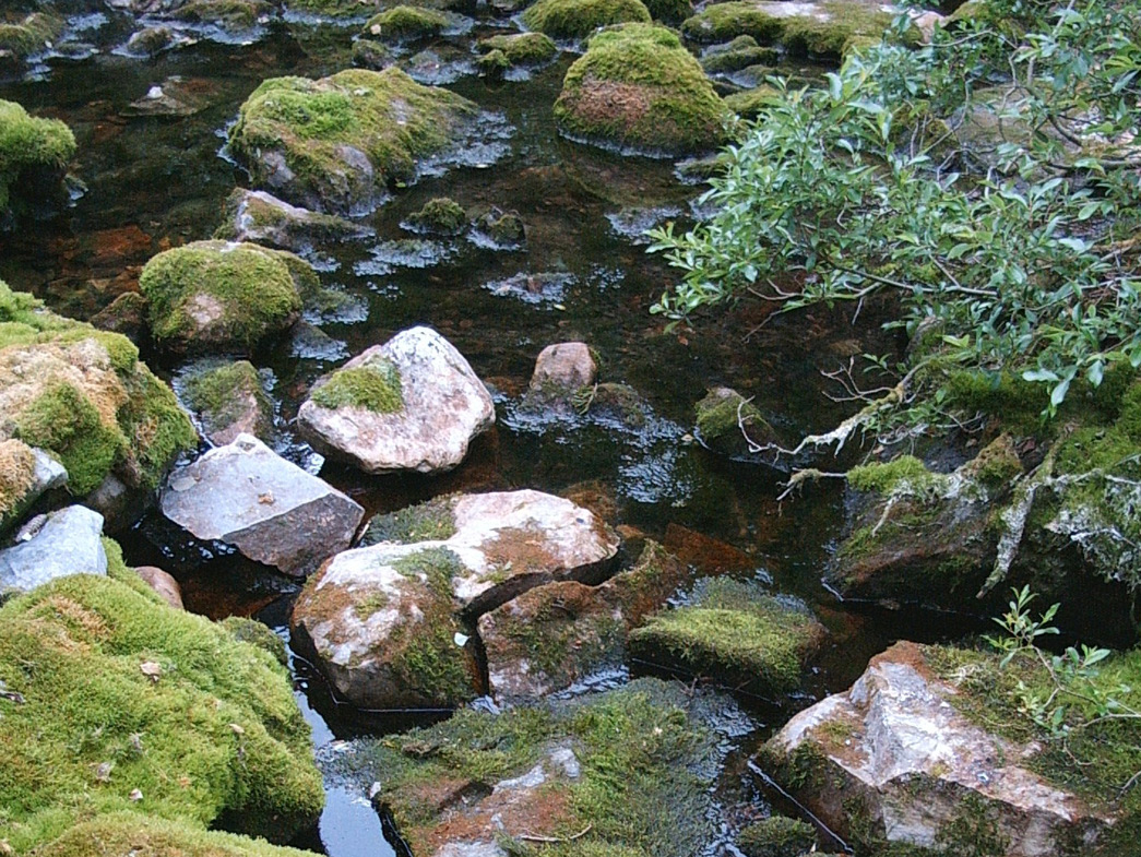 Creek with mossy rocks