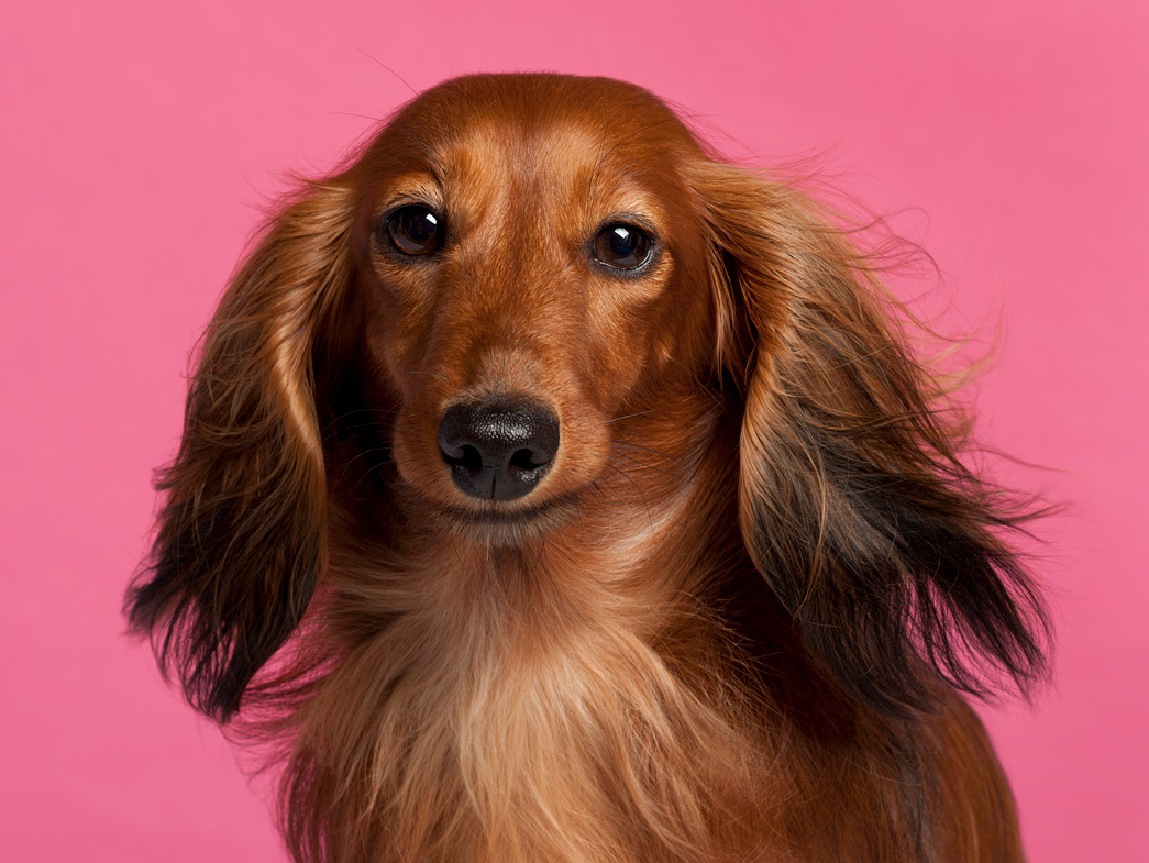 Headshot of dachshund on pink background