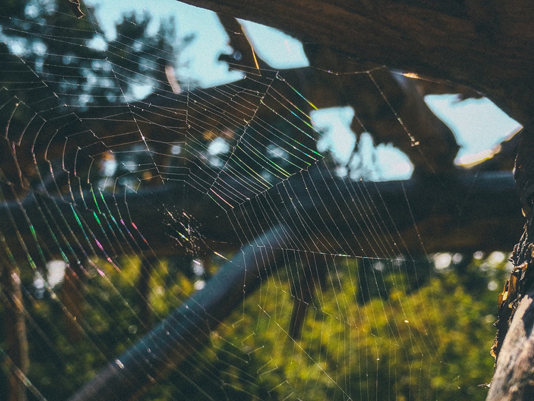 Spiderweb in tree branches