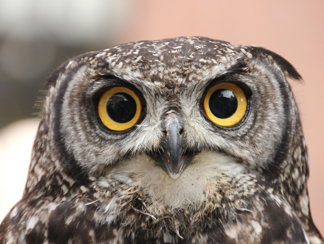 Owl with yellow eyes looking directly at camera