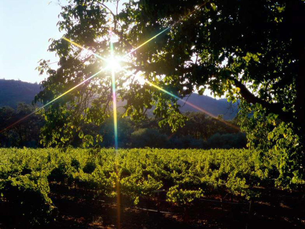Sun shining over vineyard