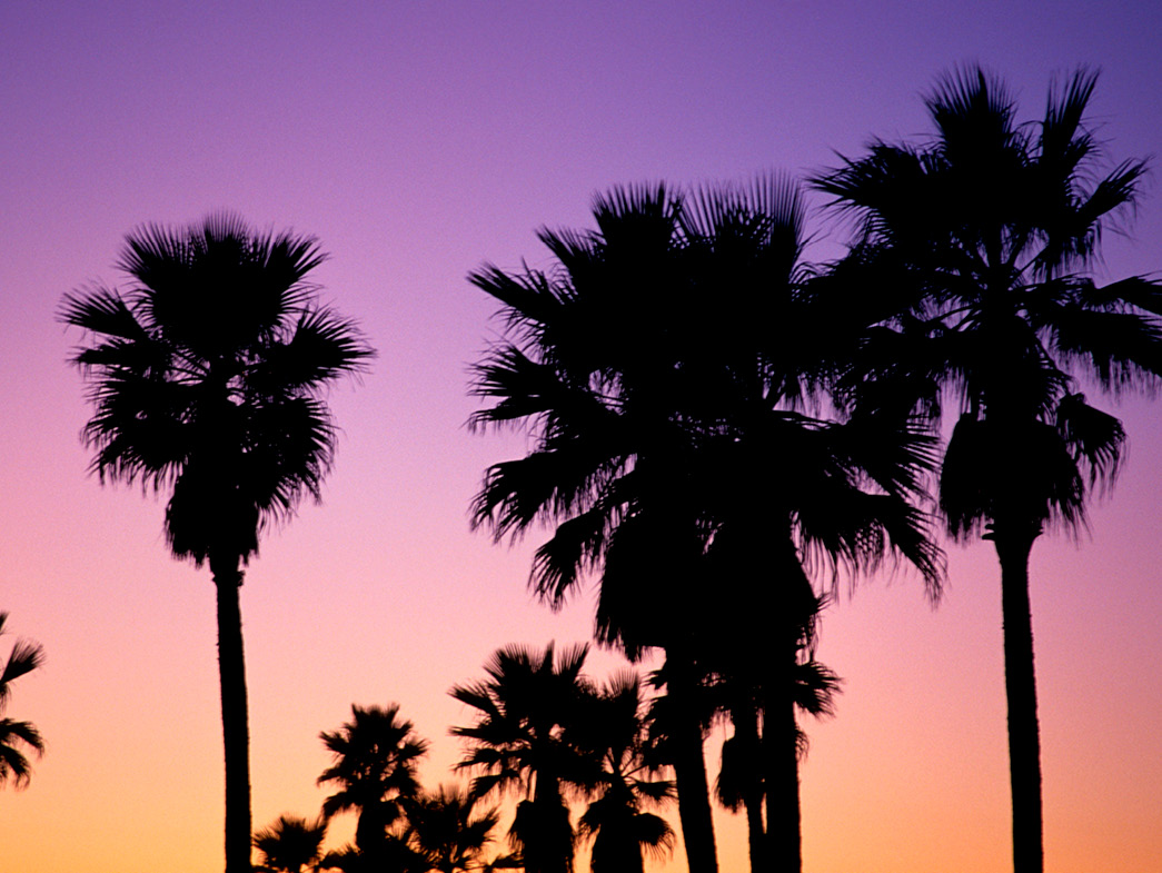 Silhouettes of palm trees against purple and orange sky