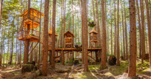 four treehouses surrounded by tall trees