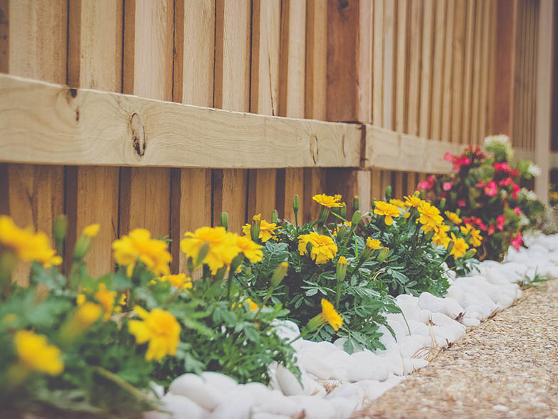 wooden fence lined with yellow flowers