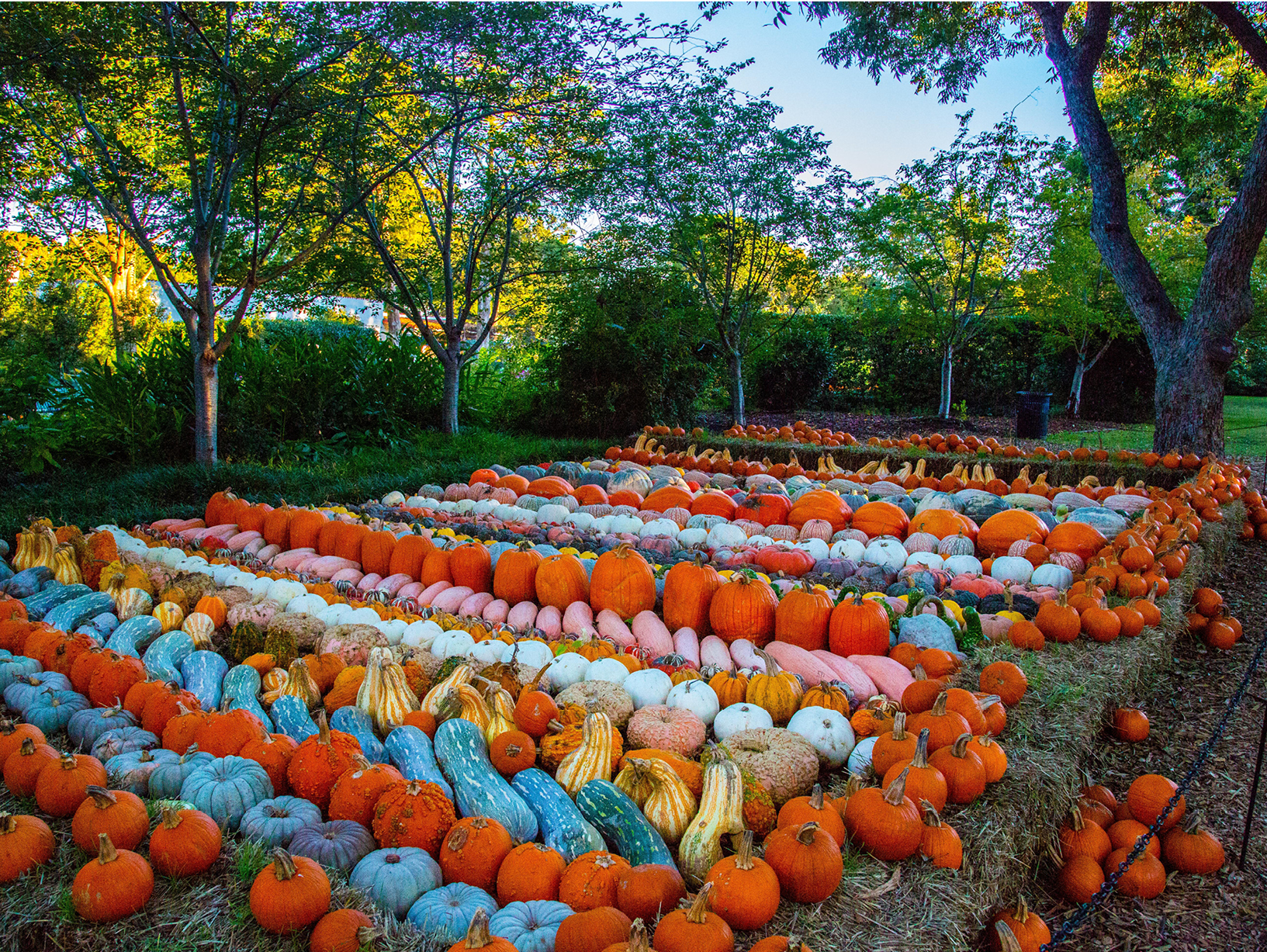 rows of colorful pumpkins
