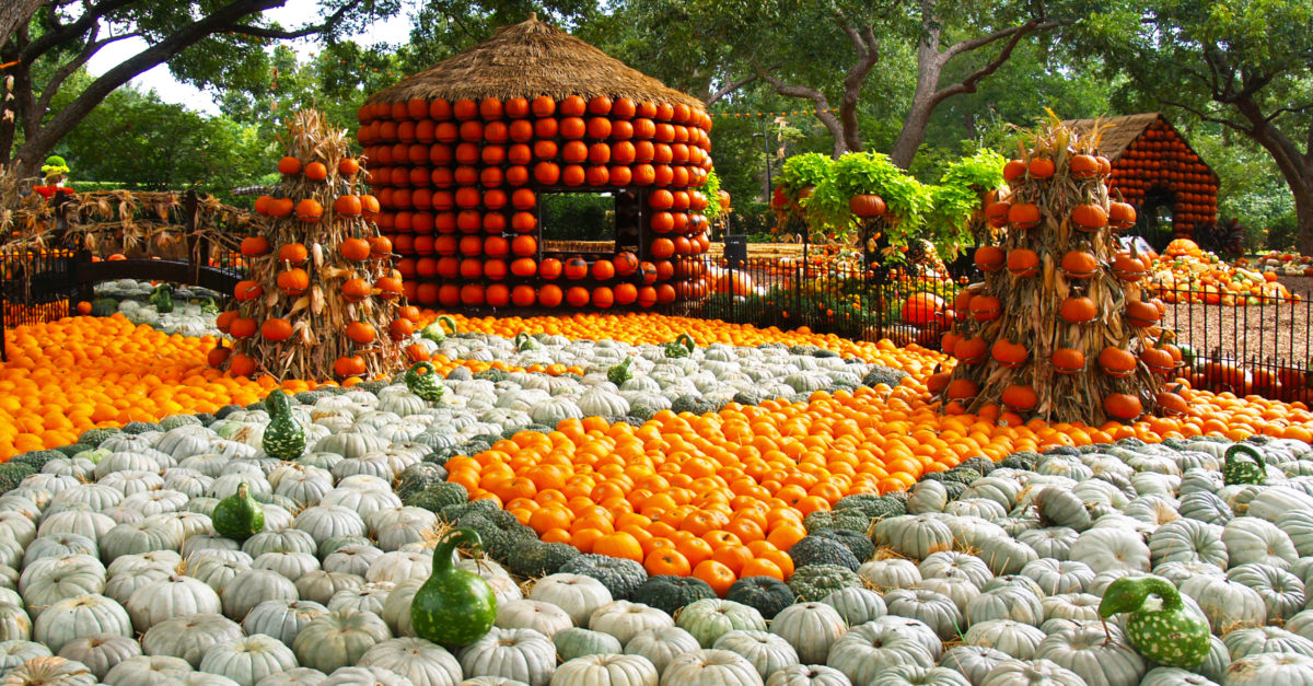 A Pumpkin Paradise thumbnail