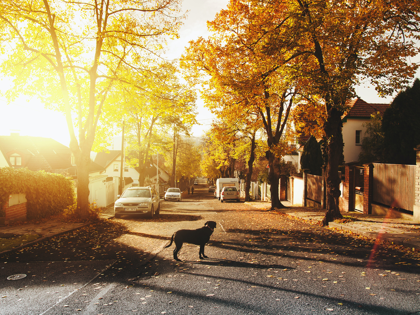 dog standing in street at sunset