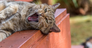 cat lying down and yawning