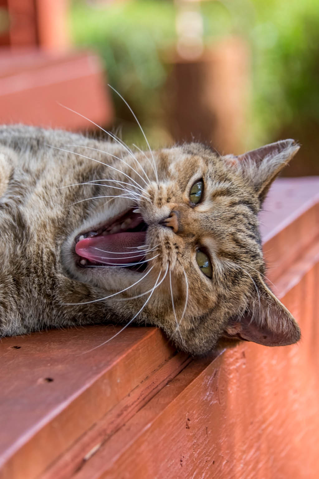 cat lying down and yawning