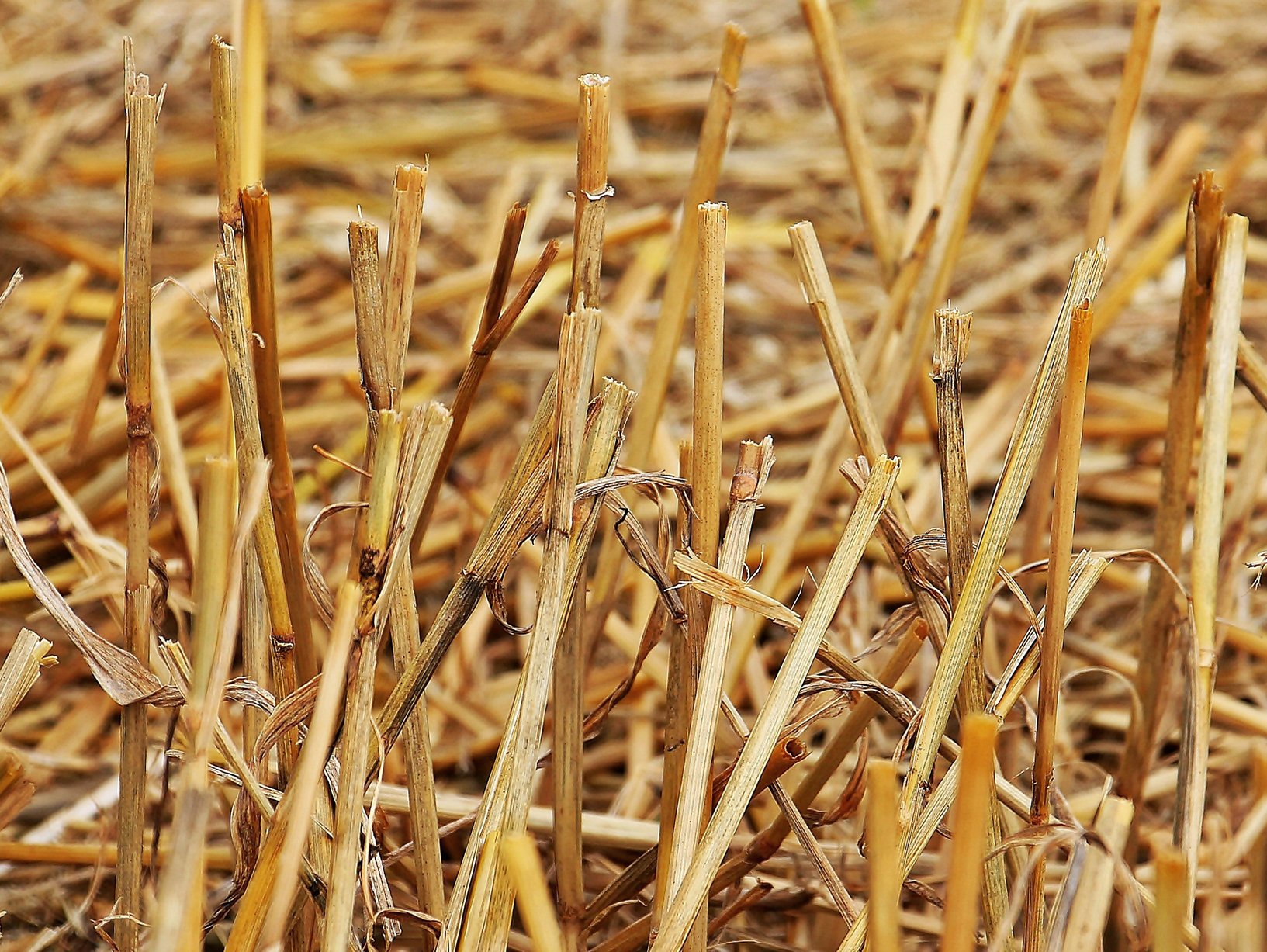 close up of hay