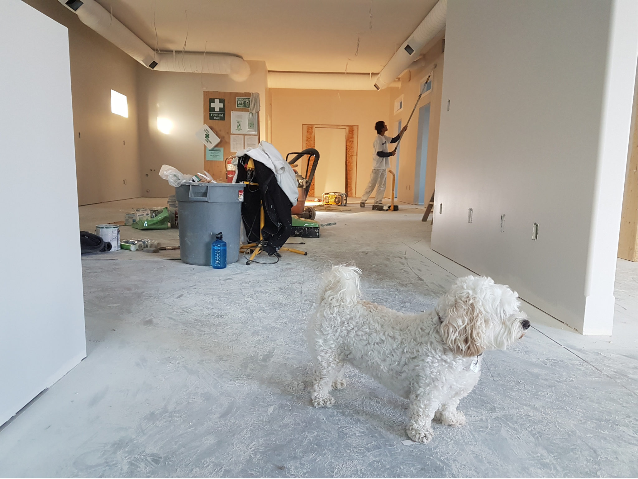 room with white walls and carpet and dog