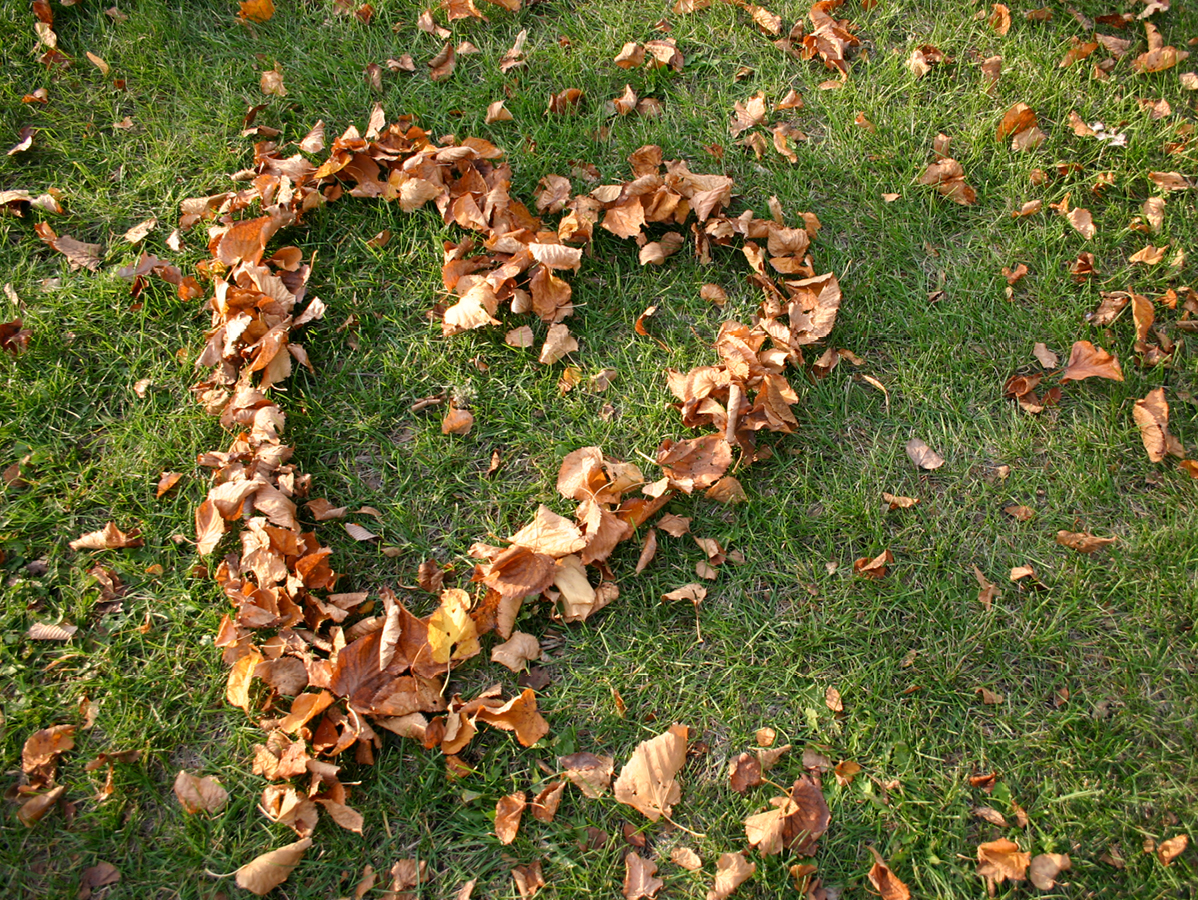 leaves on a lawn in the shape of a heart