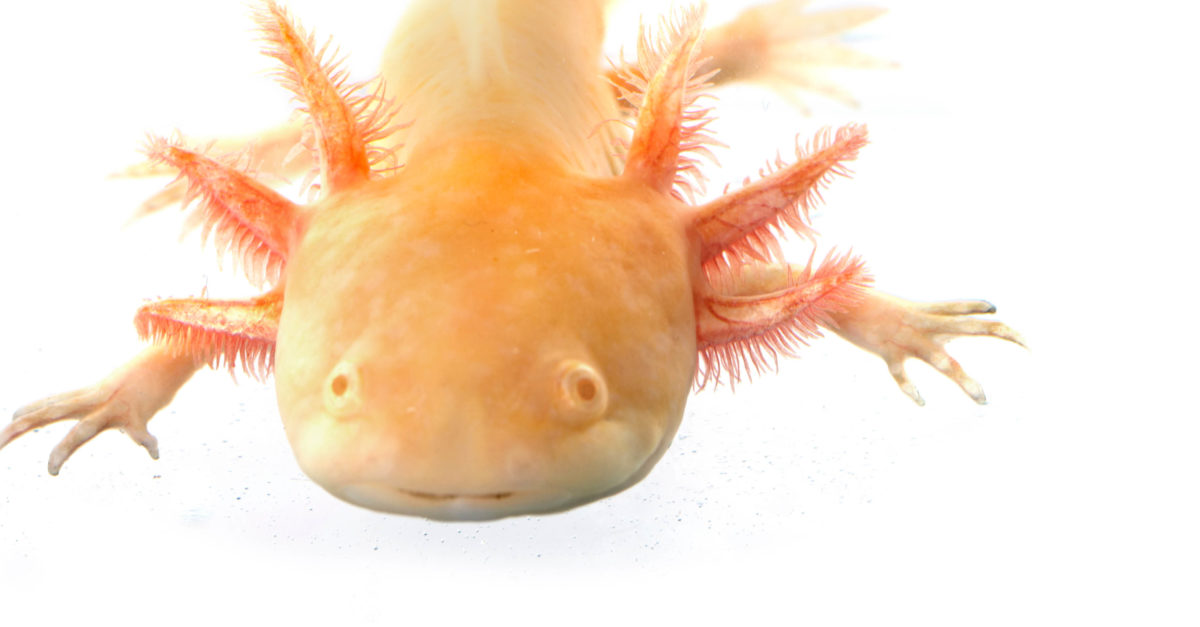 All About Axolotls