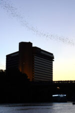 Sunset at Congress bridge in Austin, TX and bats flying in sky