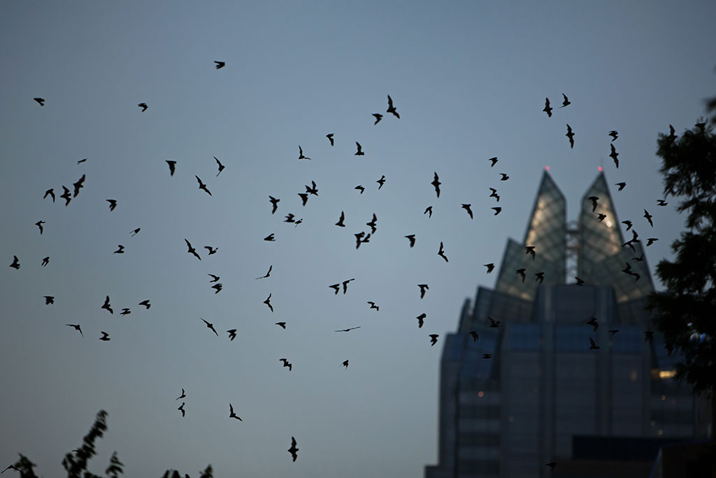 Bats in Austin, Texas Sky