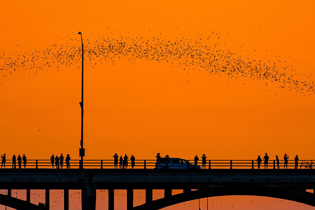 Bats in sky over Congress bridge in Austin, Teas