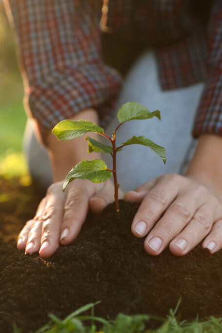 Person planting tree