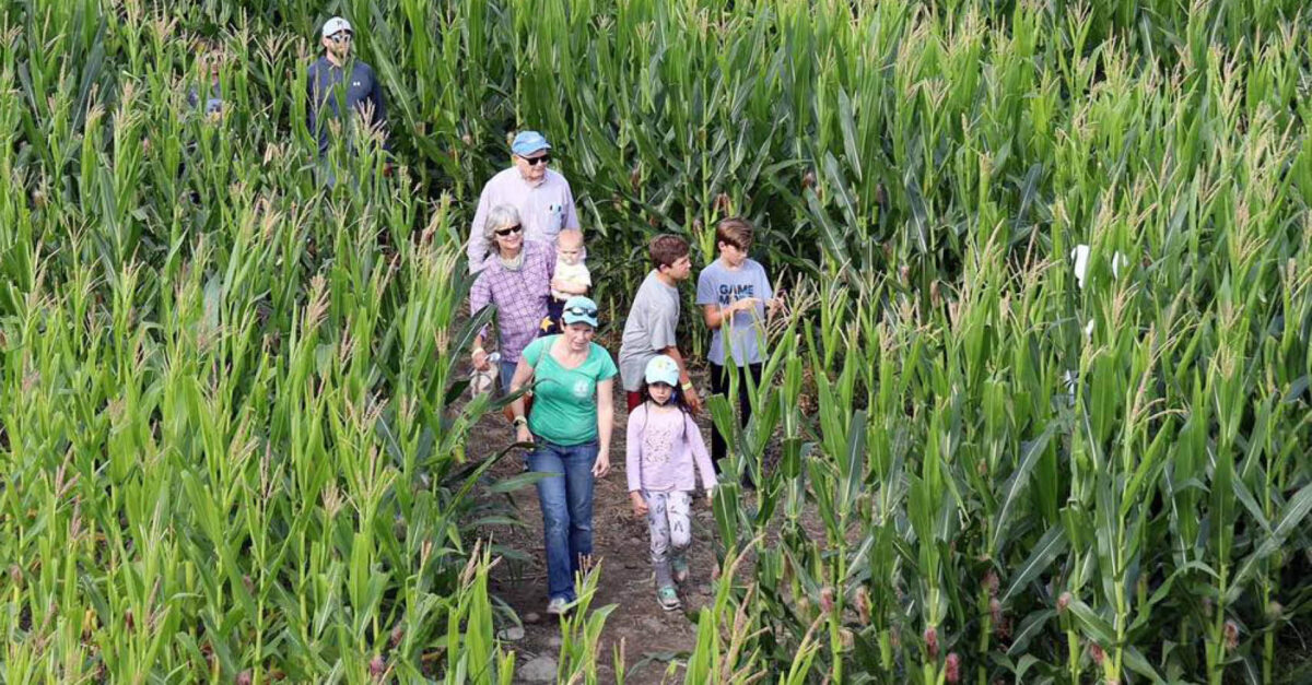 The us’s Most Graceful Mazes thumbnail