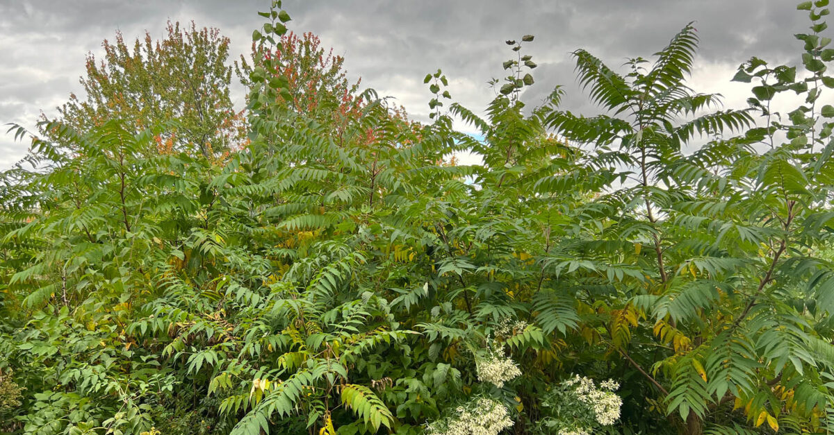 Miyawaki Forests Are Taking Root thumbnail